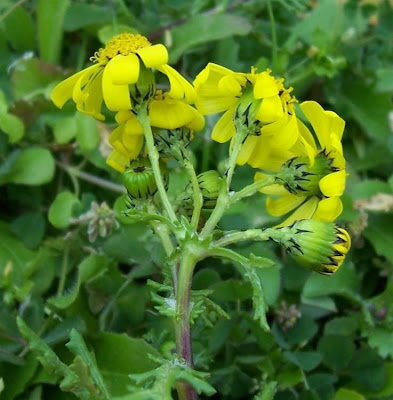 Coastal Ragwort Coastal Ragwort