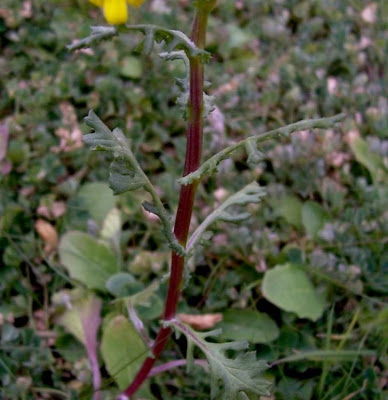 Coastal Ragwort Coastal Ragwort
