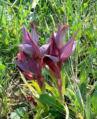 Apulian Tongue Orchid Apulian Tongue Orchid