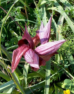 Apulian Tongue Orchid Apulian Tongue Orchid