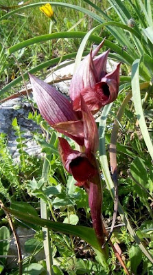 Apulian Tongue Orchid Apulian Tongue Orchid