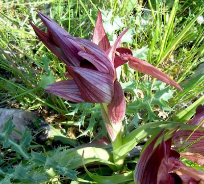 Apulian Tongue Orchid Apulian Tongue Orchid