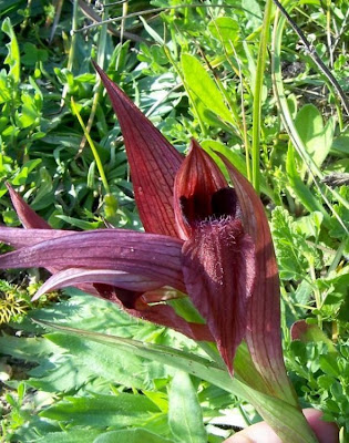 Apulian Tongue Orchid Apulian Tongue Orchid