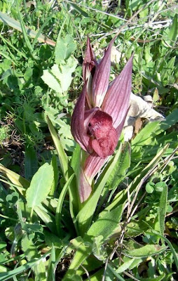 Apulian Tongue Orchid Apulian Tongue Orchid