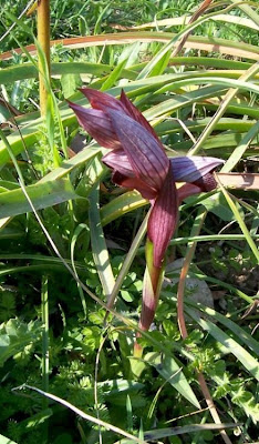 Apulian Tongue Orchid Apulian Tongue Orchid