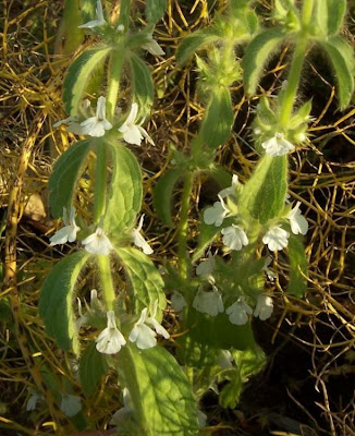 Common Sideritis Common Sideritis