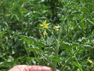 Garden tomato