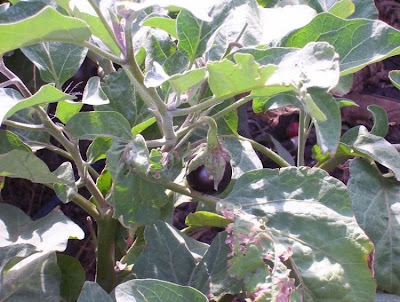 Brinjal eggplant