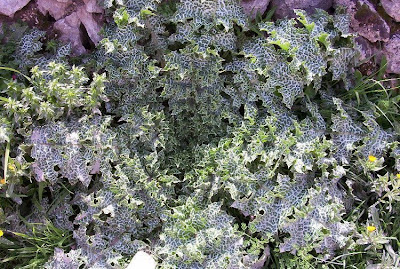 Blessed milk-thistle Blessed milk-thistle