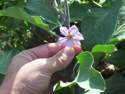 Brinjal eggplant