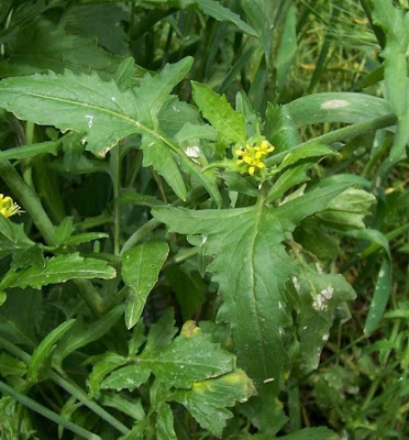 Hedgemustard Hedgemustard