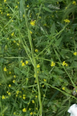 Hedgemustard Hedgemustard