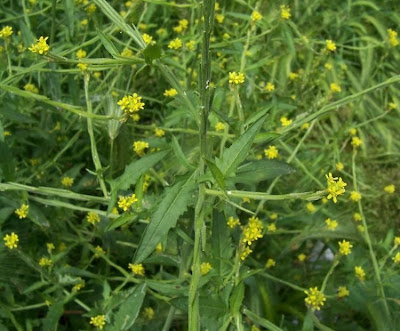 Hedgemustard Hedgemustard