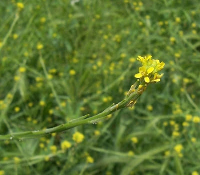 Hedgemustard Hedgemustard