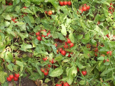 Garden tomato