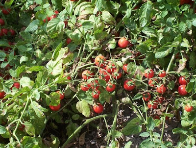Garden tomato