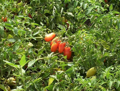 Garden tomato