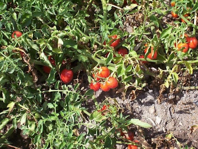 Garden tomato