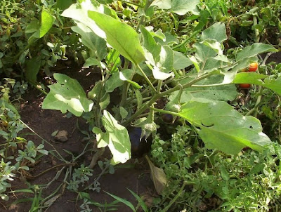 Brinjal eggplant