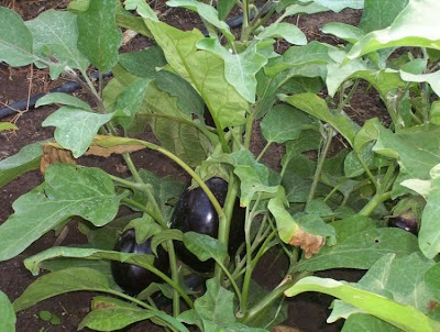 Brinjal eggplant