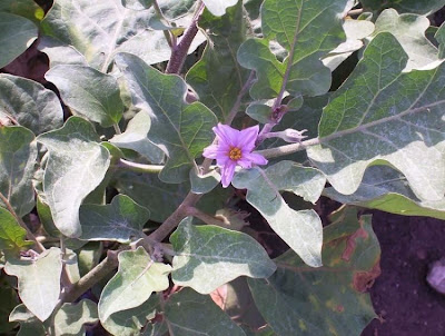 Brinjal eggplant