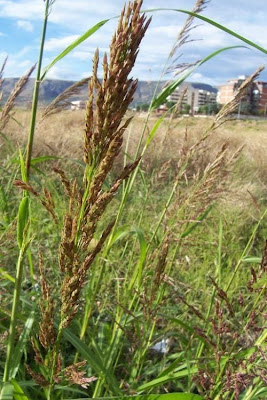 Sagginella