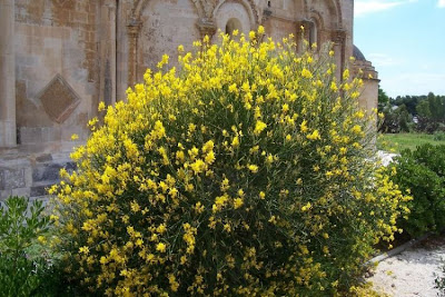 Genêt d'Espagne Genêt d'Espagne