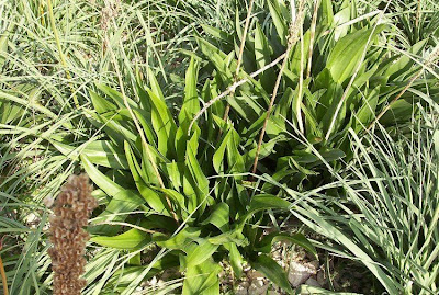 Urginea maritima,
Meerzwiebel,
red squill,
red-squill,
Scilla marittima,
Sea squill,
sea-onion,
sea-squill,
squill,
Squilla,
White Squill