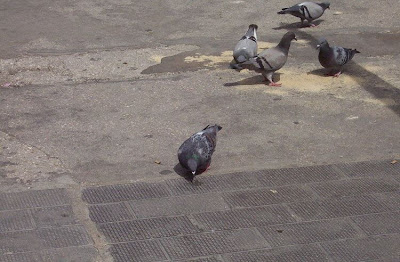 Common Pigeon Common Pigeon