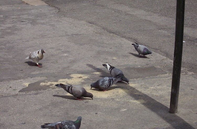 Common Pigeon Common Pigeon