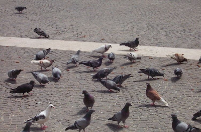 Common Pigeon Common Pigeon