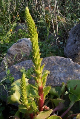 Umbilicus horizontalis,
Little Pennywort,
Narrow Navelwort,
Ombelico di Venere minore