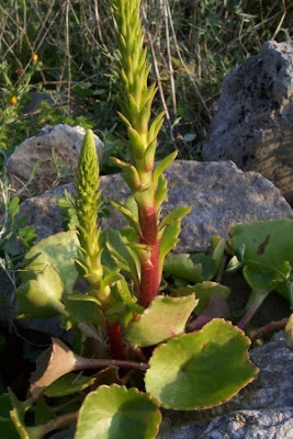 Umbilicus horizontalis,
Little Pennywort,
Narrow Navelwort,
Ombelico di Venere minore