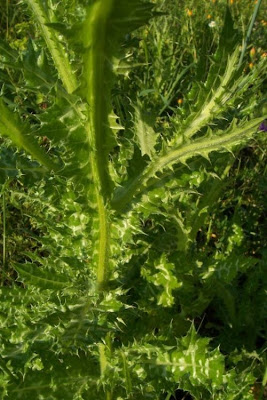 Bunte Distel Bunte Distel