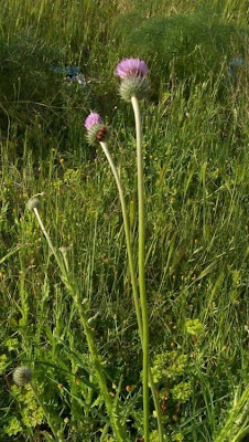Bunte Distel Bunte Distel