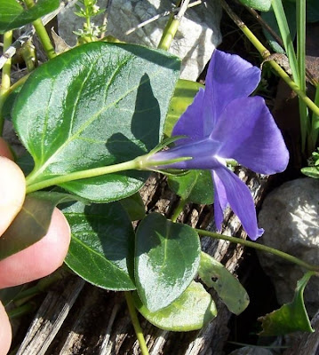 Vinca major L.