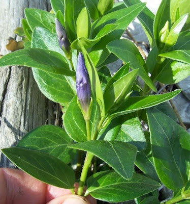 Greater periwinkle
