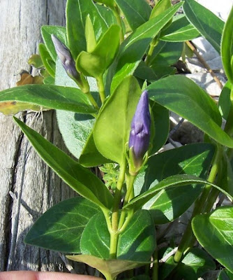 Vinca major L.