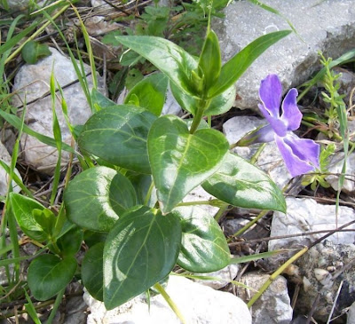 Vinca major L.