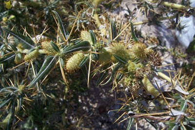 Xanthium spinosum,
Bathurst burr,
Bathurst-bur,
boetebos,
cachurrera menor,
carrapicho-de-Santa-Helena,
cocklebur,
dornige Spitzklette,
lampourde &eacute;pineuse,
Nappola spinosa,
pegotes,
pica-tr&ecirc;s,
prickly burweed,
spiny cocklebur