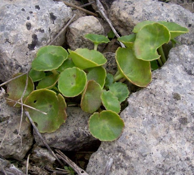 Umbilicus horizontalis,
Little Pennywort,
Narrow Navelwort,
Ombelico di Venere minore