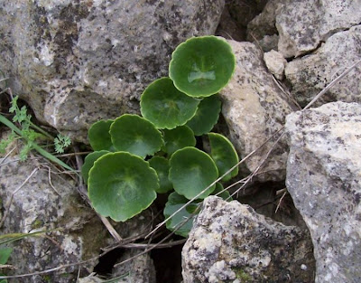 Narrow Navelwort