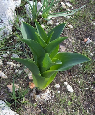 Urginea maritima,
Meerzwiebel,
red squill,
red-squill,
Scilla marittima,
Sea squill,
sea-onion,
sea-squill,
squill,
Squilla,
White Squill