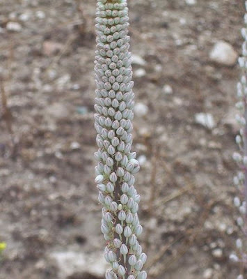 Urginea maritima,
Meerzwiebel,
red squill,
red-squill,
Scilla marittima,
Sea squill,
sea-onion,
sea-squill,
squill,
Squilla,
White Squill