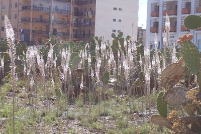 Urginea maritima,
Meerzwiebel,
red squill,
red-squill,
Scilla marittima,
Sea squill,
sea-onion,
sea-squill,
squill,
Squilla,
White Squill
