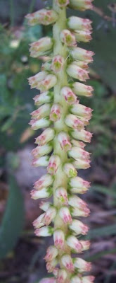 Narrow Navelwort