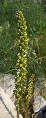 Umbilicus horizontalis,
Little Pennywort,
Narrow Navelwort,
Ombelico di Venere minore