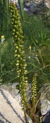 Narrow Navelwort