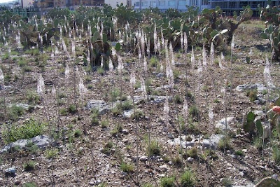 Urginea maritima,
Meerzwiebel,
red squill,
red-squill,
Scilla marittima,
Sea squill,
sea-onion,
sea-squill,
squill,
Squilla,
White Squill