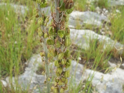 Urginea maritima,
Meerzwiebel,
red squill,
red-squill,
Scilla marittima,
Sea squill,
sea-onion,
sea-squill,
squill,
Squilla,
White Squill